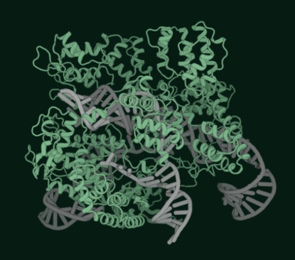 OpenCRISPR 由 Profluent Bio 设计的基因编辑系统